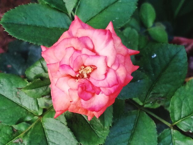 Close-up di fiori rosa