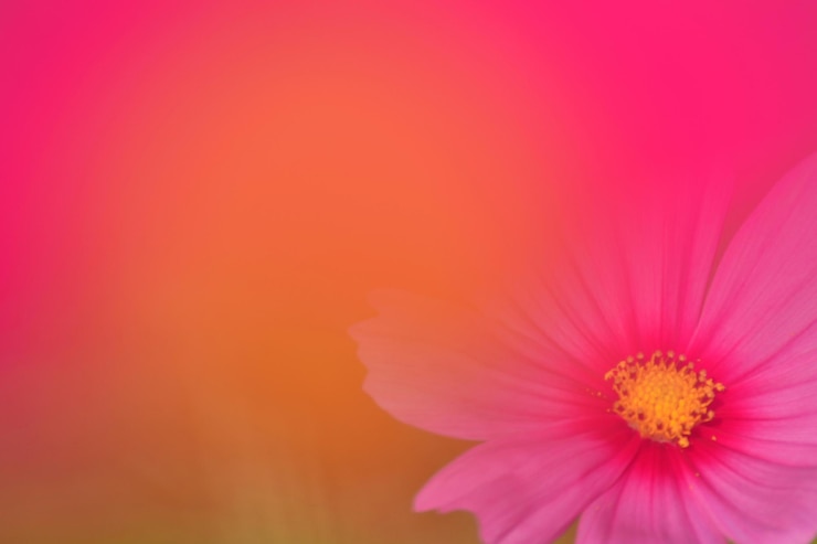 Foto close-up di fiori rosa