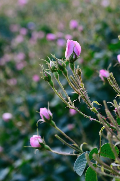 Close-up di fiori rosa