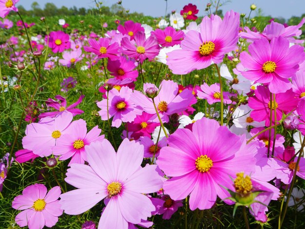 Close-up di fiori rosa