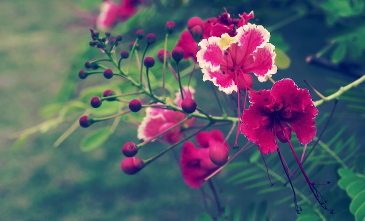 Foto close-up di fiori rosa