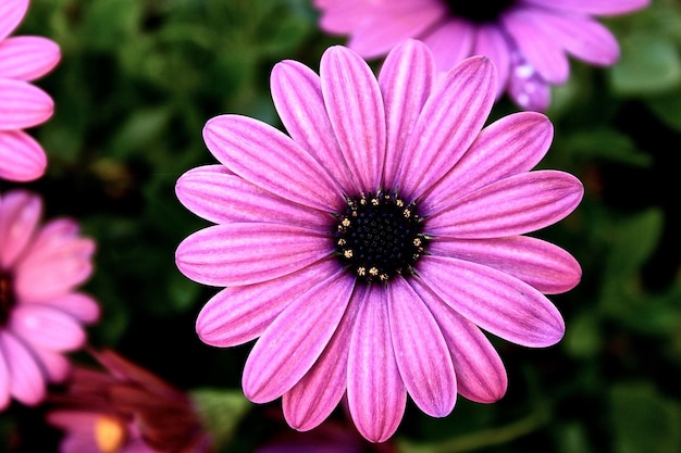 Close-up di fiori rosa