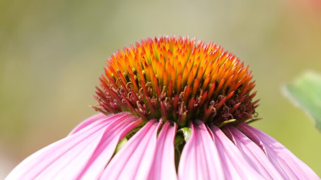 Close-up di fiori rosa