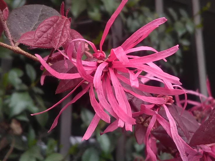 Foto close-up di fiori rosa