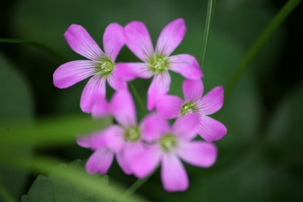 Close-up di fiori rosa