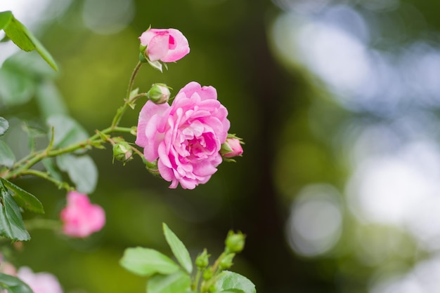 Close-up di fiori rosa