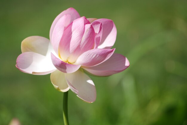 Close-up di fiori rosa