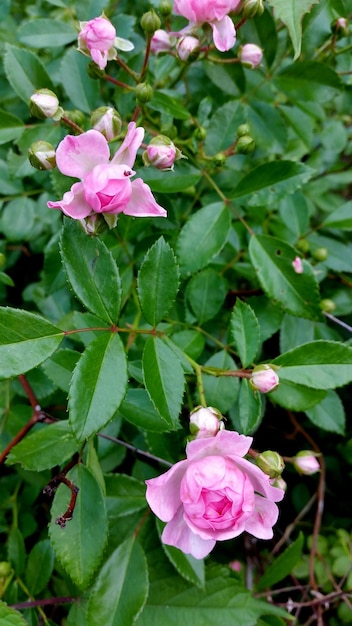 Close-up di fiori rosa