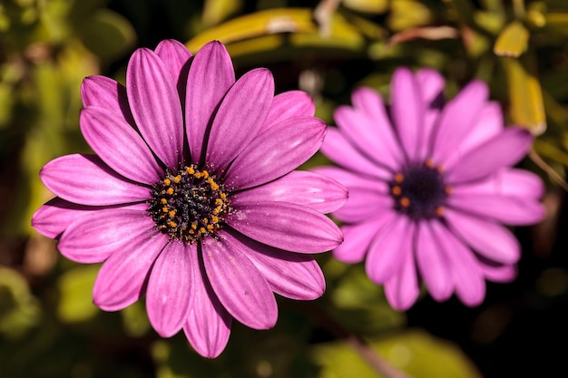 Close-up di fiori rosa