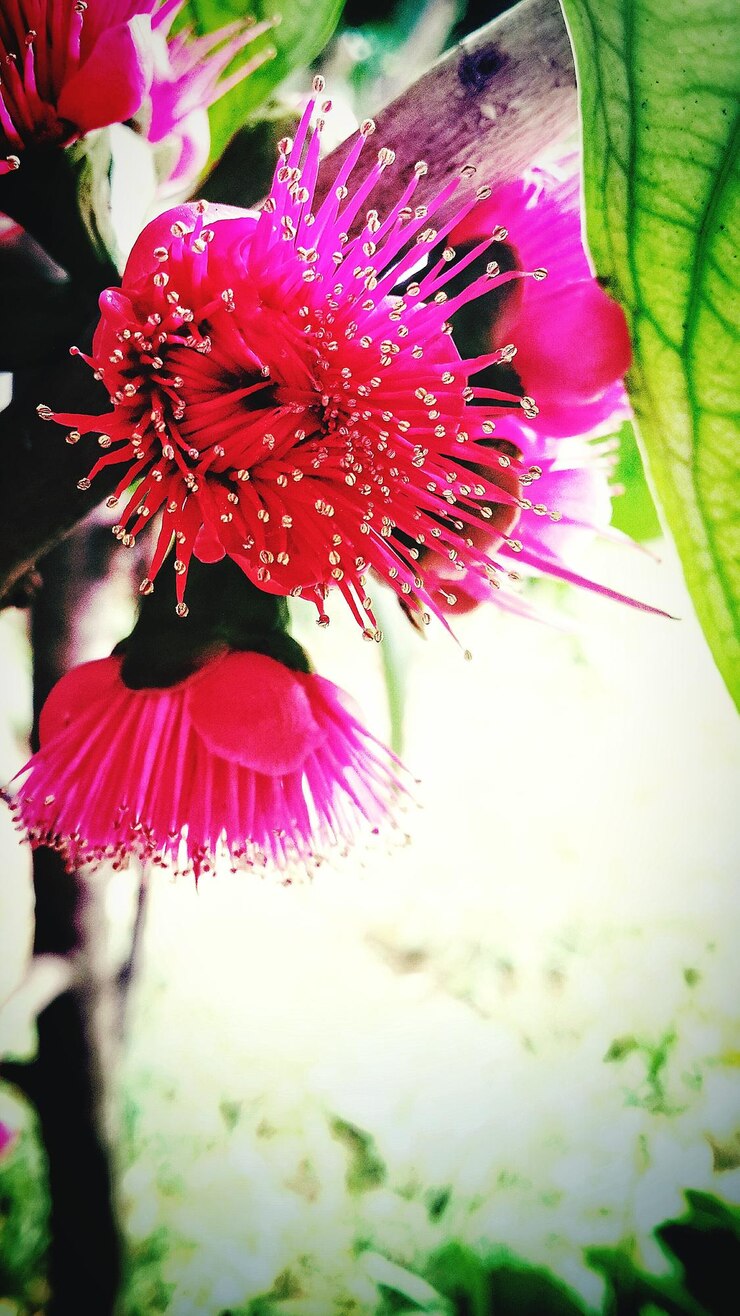 Foto close-up di fiori rosa