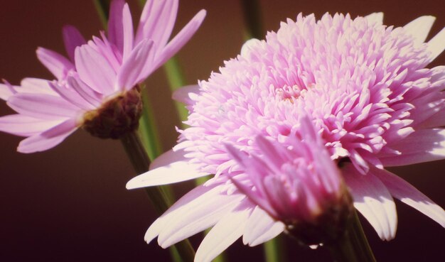 Close-up di fiori rosa