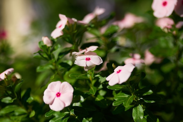 Close-up di fiori rosa