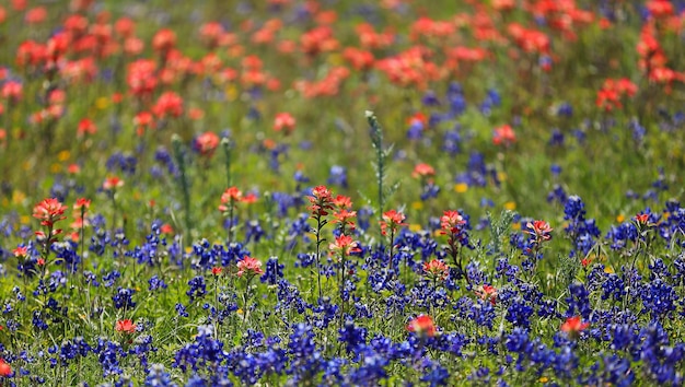 Close-up di fiori rossi che crescono in campo