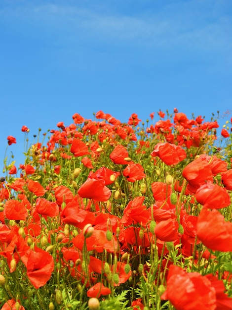 Close-up di fiori rossi che crescono sul campo contro il cielo blu
