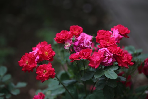 Close-up di fiori rossi che fioriscono all'aperto