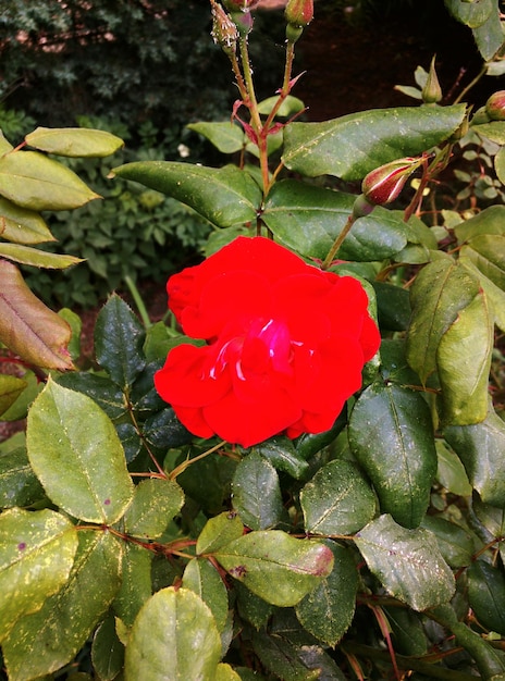 Close-up di fiori rossi