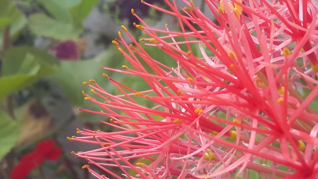 Close-up di fiori rossi