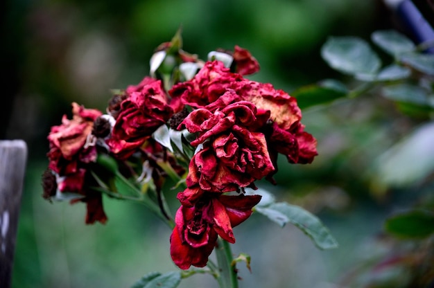 Close-up di fiori secchi