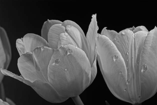 Close-up di fiori su sfondo nero