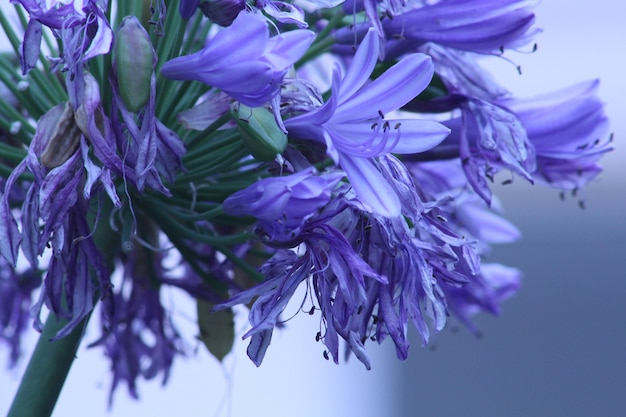 Close-up di fiori viola che crescono all'aperto