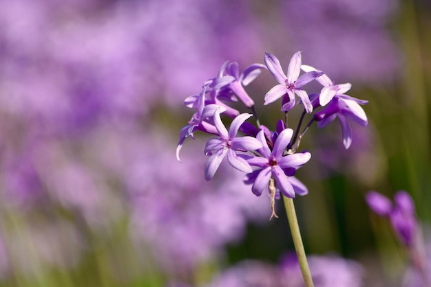 Close-up di fiori viola che crescono all'aperto
