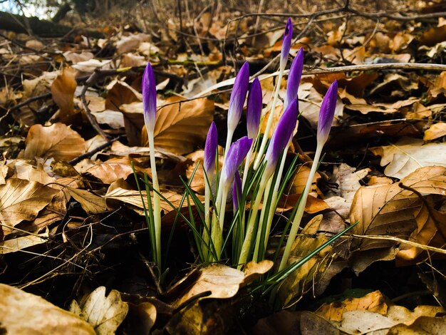 Close-up di fiori viola che crescono in campo