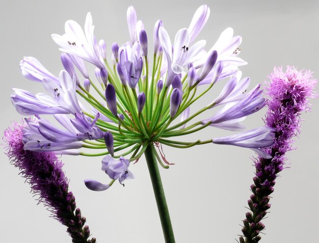 Close-up di fiori viola che fioriscono all'aperto