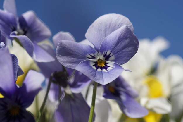 Close-up di fiori viola che fioriscono all'aperto