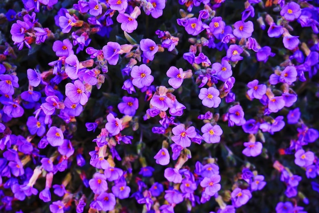 Close-up di fiori viola che fioriscono all'aperto