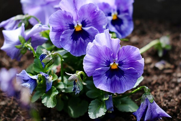 Close-up di fiori viola che fioriscono all'aperto