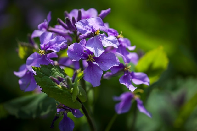 Close-up di fiori viola che fioriscono all'aperto