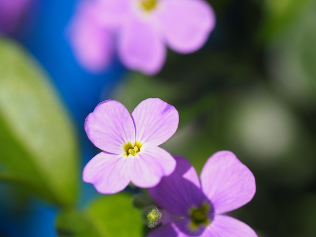 Close-up di fiori viola che fioriscono all'aperto