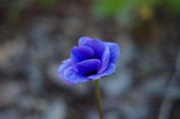 Close-up di fiori viola in fiore