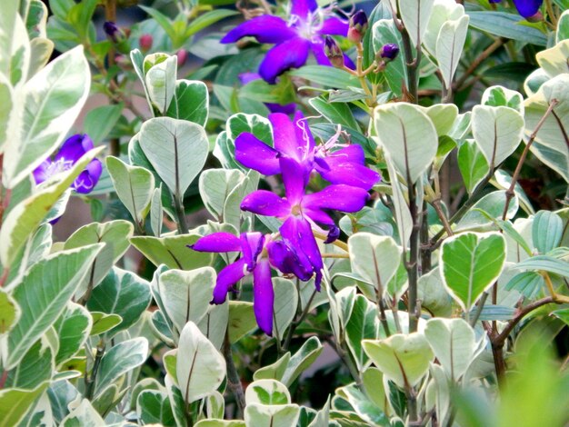 Close-up di fiori viola