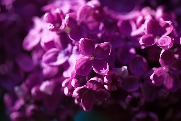 Close-up di fiori viola