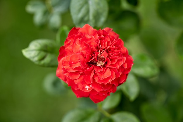 Close-up Di Fioritura Rossa Nel Giardino