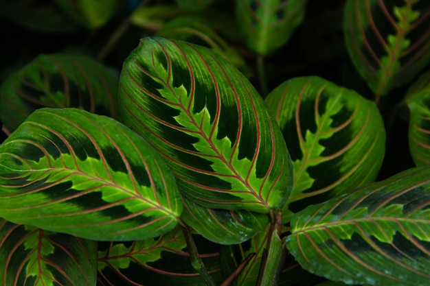 Close-up di foglia verde e rossa in un giardino naturale tropicale