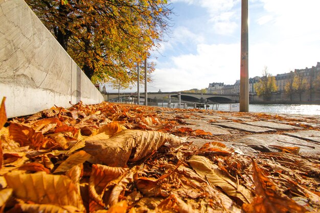 Close-up di foglie asciutte d'autunno in un parco contro il cielo