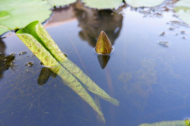 Close-up di foglie che galleggiano sull'acqua