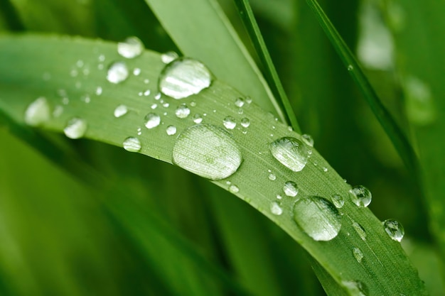 Close-up di foglie con gocce d'acqua.