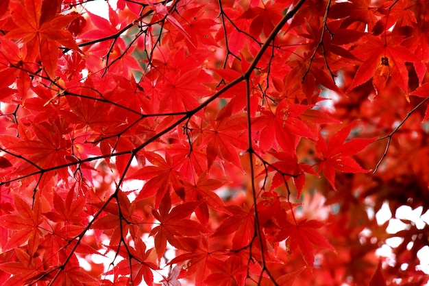 Close-up di foglie di acero rosso su un albero