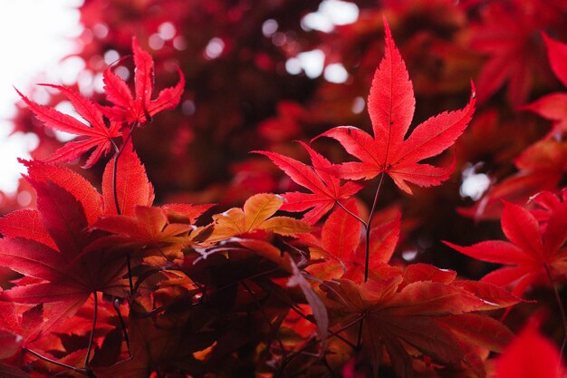 Close-up di foglie di acero rosso