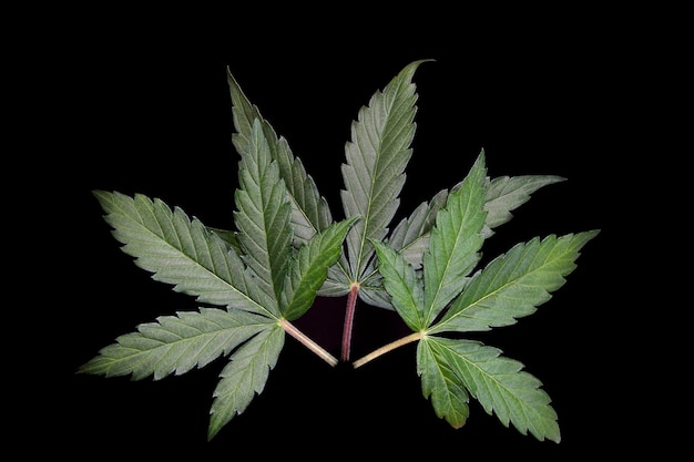 Close-up di foglie di cannabis su uno sfondo nero