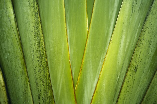 Close-Up di foglie di colore verde scuro sfondo nero