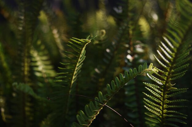 Close-up di foglie di felce