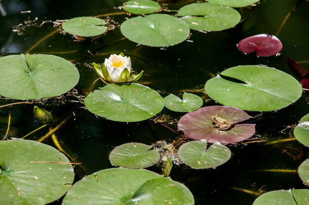 Close-up di foglie di loto nello stagno