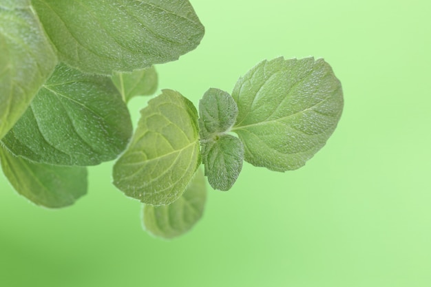 Close-up di foglie di menta