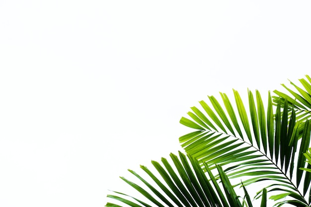 Close-up di foglie di palma contro un cielo limpido