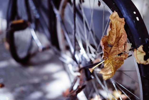 Close-up di foglie incastrate sulla ruota di una bicicletta parcheggiata sul sentiero