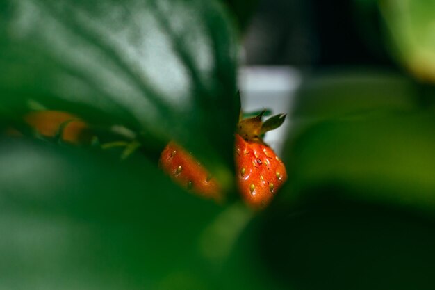 Close-up di foglie rosse